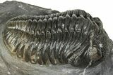 Detailed Pedinopariops Trilobite - Mrakib, Morocco #348136-1